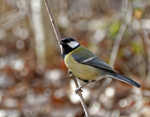 Carbonero común (Parus major)