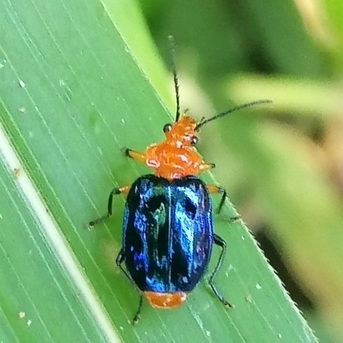 Cryptobatis laticollis