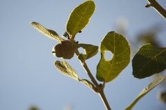 Quercus toumeyi