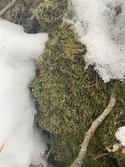 Eurhynchiastrum pulchellum