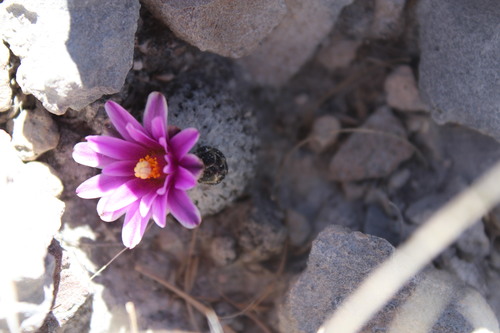 Turbinicarpus valdezianus