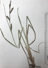 Carex hyalinolepis