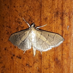 Diacme oriolalis