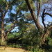 猴棘兒茶樹 - Photo 由 Richard Gill 所上傳的 (c) Richard Gill，保留部份權利CC BY-NC