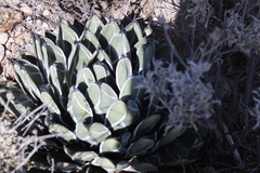 Agave nickelsiae