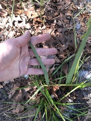 Panicum virgatum cubense