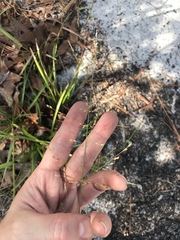 Panicum virgatum cubense