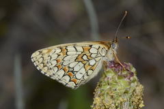 Melitaea deione