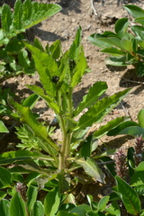 Picris japonica kamtschatica