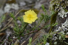 Fumana procumbens