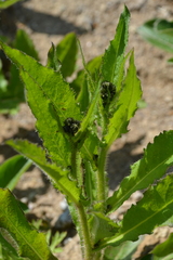 Picris japonica kamtschatica