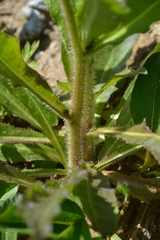 Picris japonica kamtschatica