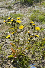 Picris japonica kamtschatica
