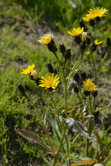 Picris japonica kamtschatica