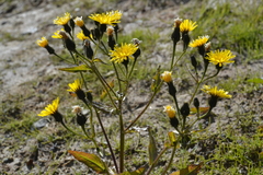 Picris japonica kamtschatica