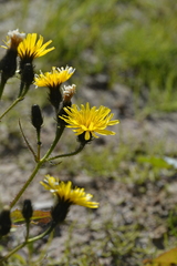 Picris japonica kamtschatica