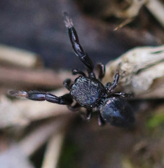 Sibianor aurocinctus