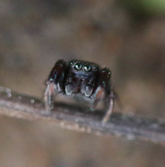 Sibianor aurocinctus