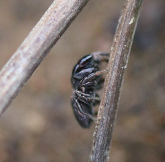 Sibianor aurocinctus
