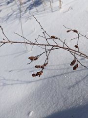 Myrica