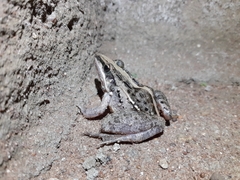 Ptychadena mossambica