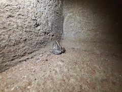 Ptychadena mossambica