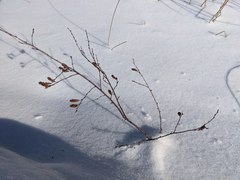 Myrica