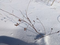 Myrica