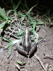 Ptychadena mossambica