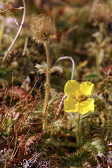 Geum glaciale