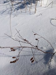 Myrica