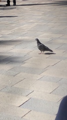 Columba livia