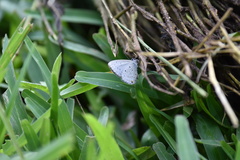 Eicochrysops hippocrates