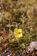 Geum glaciale