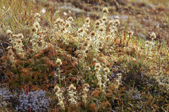 Geum glaciale