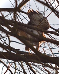 Buteo buteo