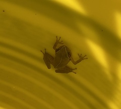 Eleutherodactylus antillensis