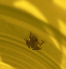 Eleutherodactylus antillensis