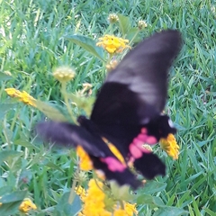 Heraclides anchisiades capys