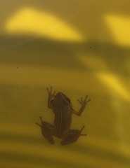 Eleutherodactylus antillensis