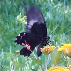 Heraclides anchisiades capys