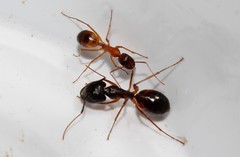 Camponotus sanctus