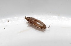 Chaetophiloscia hastata
