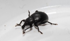 Liparus tenebrioides