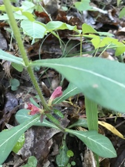 Triosteum angustifolium