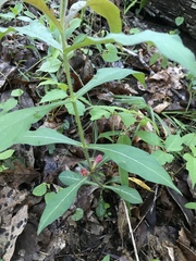 Triosteum angustifolium
