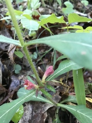 Triosteum angustifolium
