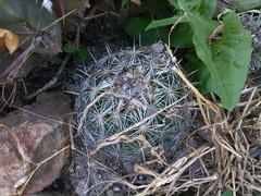 Coryphantha