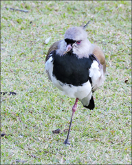 Vanellus chilensis
