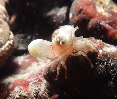 Spirontocaris prionota